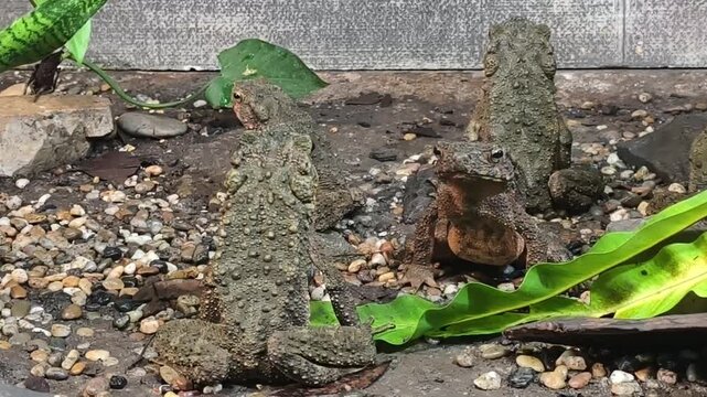 Several Giant River Toads, scientifically known as Phrynoidis juxtasper, also referred to as the Borneo river toad.