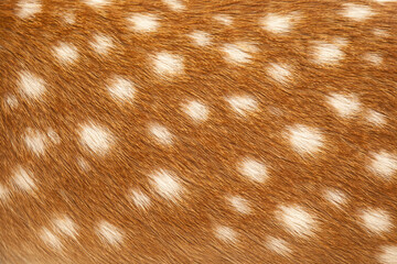 鹿の毛皮の白い斑点テクスチャ