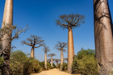avenue of the baobabs in madagascar