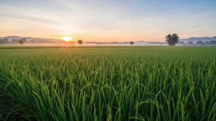 Lush green rice field at sunrise with misty mountains