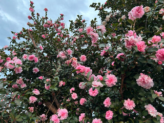 pink sasanqua flowers	
