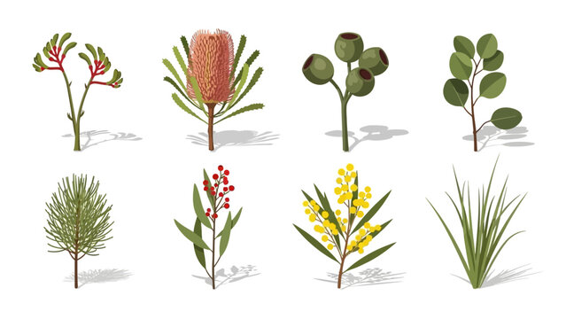 Flat lay illustration of various Australian native plants on white background