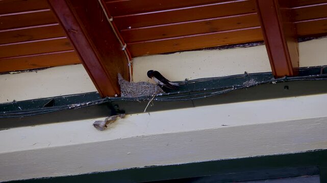 Barn Swallow on Corfu Island, Greece