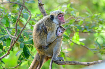 Fototapeta premium A toque macaque mother gently cradles her baby while sits on a tree branch, an intimate moment of primate family behavior 