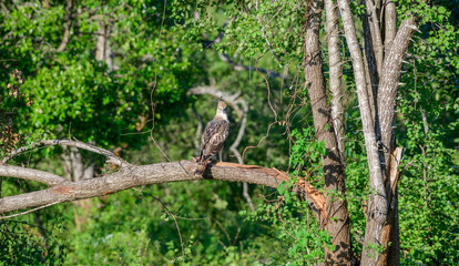 Crested hawk-eagle perched on a tree branch against a soft green forest background in Udawalawa National Park, Sri Lanka