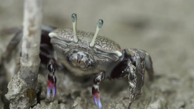 Close up of a broad-fingered fiddler crab feeding on a mudflat in the salt marsh of South Korea