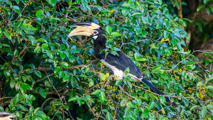 Malabar pied hornbill perches among dense green foliage and feeds on wild fruit in Udawalawe National Park, Sri Lanka © nilanka