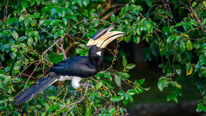 Hungry Malabar pied hornbill perches among dense green foliage and feeds on wild fruit in Udawalawe National Park, Sri Lanka © nilanka