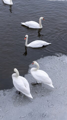 Obraz premium a flock of wild swans sits on the ice on the river. winter nature and animals, wildlife, urban environment, nature in the city, cold winter