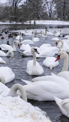 Obraz premium A large flock of wild swans and ducks swim in the river, eating and playing. Winter nature and animals, wildlife, urban environment, nature in the city, cold winter. Close-up