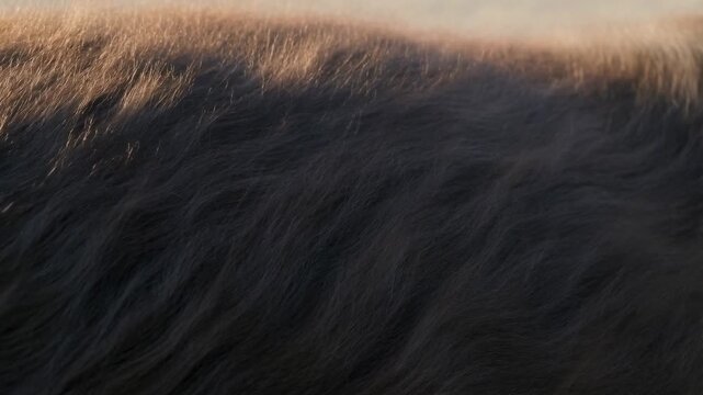 Gentle breeze over field of soft fur texture in early morning light