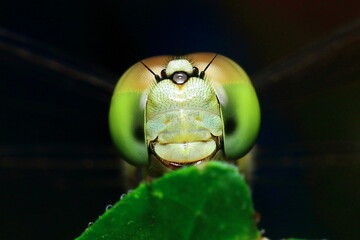 Macro shots, Beautiful nature scene dragonfly. Showing of eyes and wings detail. Dragon fly in the nature habitat using as a background or wallpaper.The concept for writing an article. 
