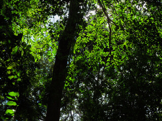 Obraz premium Sunlight Filtering Through Dense Green Forest Canopy