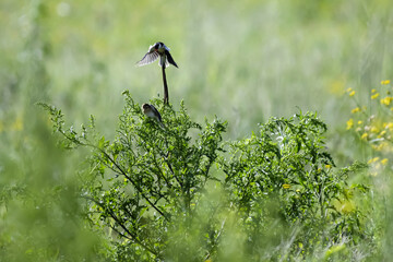 Veuve dominicaine en vol dans une posture agressive envers un autre oiseau