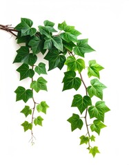 Fototapeta premium Green Ivy Plant Draped on White Background