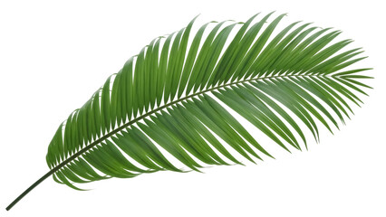 Green palm leaf PNG isolated on transparent background, tropical foliage design element for summer and exotic themes © Maria