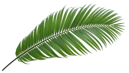 Green palm leaf PNG isolated on transparent background, tropical foliage design element for summer and exotic themes