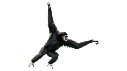 Siamang gibbon swinging isolated PNG on transparent background, black fur ape with long arms for wildlife and conservation projects