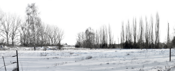 beautiful winter landscape field with snow and black trees panorama view isolated on white or transparent png