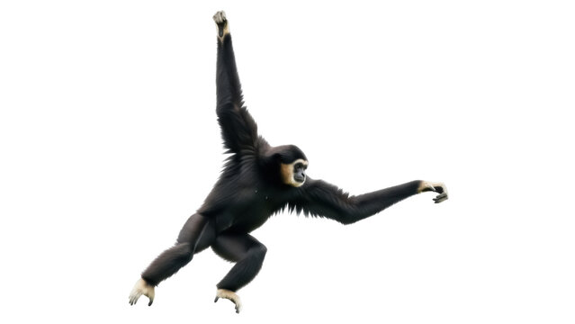 Siamang gibbon swinging isolated PNG on transparent background, black fur ape with long arms for wildlife and conservation projects