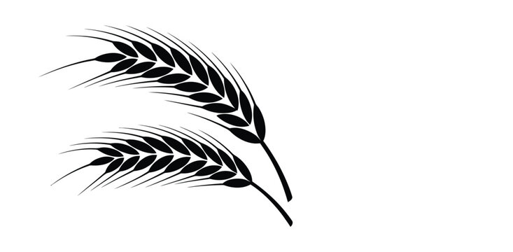  wheat ear. Cereal icon set, wheat ears icon vector, wheat, barley, oatmeal, flour, grain icon vector set. Harvest wheat grain, growth rice stalk and whole bread grains.