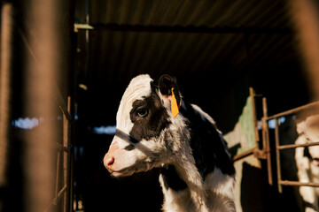 Close-up portrait of a young black and white dairy calf inside a farm barn. Natural light highlights the animal, representing livestock farming, agriculture and rural life.