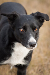 young border collie australian kelpie type dog close up portrait outdoors standing on a grassy field