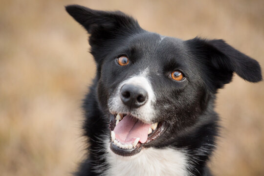 young border collie australian kelpie type dog close up portrait outdoors looking happy