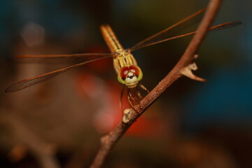 Macro shots, Beautiful nature scene dragonfly. Showing of eyes and wings detail. Dragon fly in the nature habitat using as a background or wallpaper.The concept for writing an article. 
