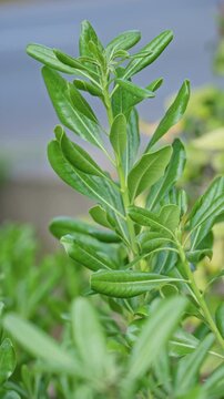 Green foliage of plant with elongated leaves in sunny outdoor setting in torrevieja, spain, highlighting lush vegetation and natural beauty on clear day.