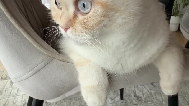 Close Up of Fluffy Cat Paws and Curious Face on Chair