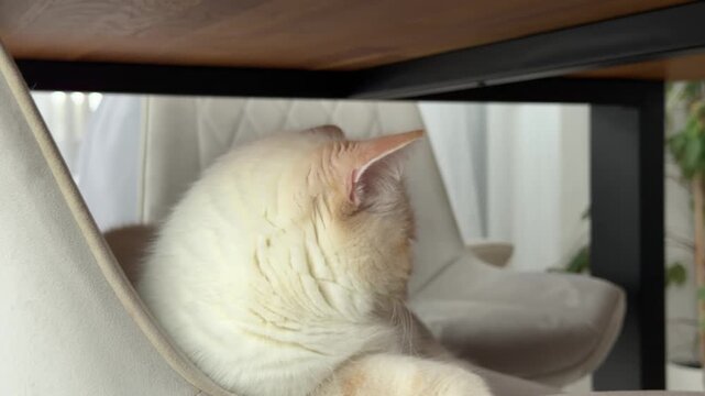 Sleepy Cream Cat Resting and Blinking on a Velvet Chair