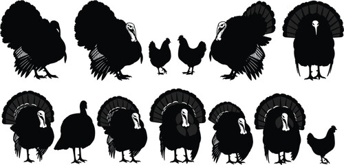 Turkey bird silhouette vector set, gobbler hen poses collection, farm poultry wildlife illustration isolated on white background