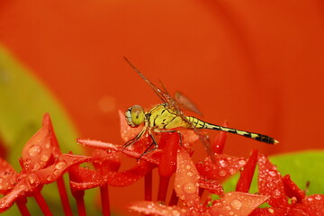 Macro shots, Beautiful nature scene dragonfly. Showing of eyes and wings detail. Dragon fly in the nature habitat using as a background or wallpaper.The concept for writing an article. 
