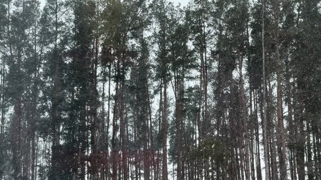 Steady Snowfall with Tall Pine Trees in a Winter Woodland