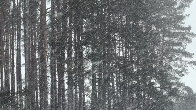 Heavy Snow Flurries Falling in Front of a Dense Pine Forest