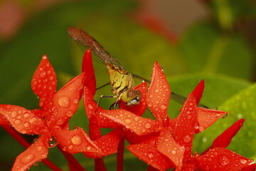 Macro shots, Beautiful nature scene dragonfly. Showing of eyes and wings detail. Dragon fly in the nature habitat using as a background or wallpaper.The concept for writing an article. 
