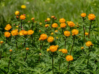 Asian globeflowers trollius asiaticus blooming with bright orange flowers