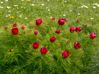 Red paeonia tenuifolia flowers with fernlike foliage