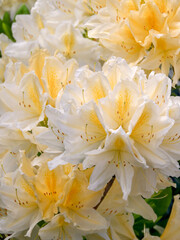 Vertical close-up of rhododendron molle deciduous azalea with yellow-cream flowers