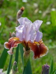 Bearded iris with lavender standards and rust red falls in garden
