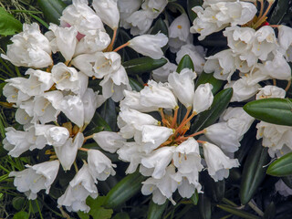 Rhododendron yakushimanum white flowers with dark green leaves in garden