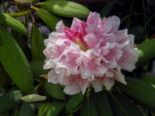 Rhododendron yakushimanum white pink flowers garden shrub