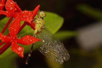 Macro shots, Beautiful nature scene dragonfly. Showing of eyes and wings detail. Dragon fly in the nature habitat using as a background or wallpaper.The concept for writing an article. 
