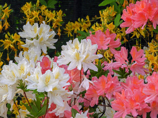 White, yellow and coral rhododendron flowers in botanical garden