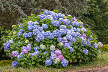 Perfect dome-shaped bigleaf hydrangea with blue and purple blooms in garden. Hydrangea macrophylla