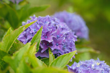 Purple hydrangea macrophylla flowers peeking through green leaves in summer garden