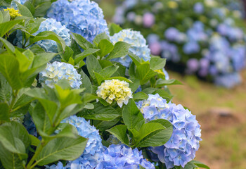 Blue hydrangea macrophylla flower heads and yellow buds close-up with multicolor background