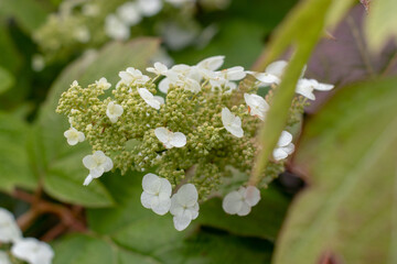 White oakleaf hydrangea flower panicle close up showing sterile and fertile blooms. Hydrangea quercifolia