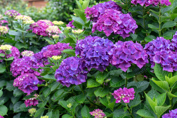 Vivid purple hydrangea macrophylla blooms on dark green foliage
